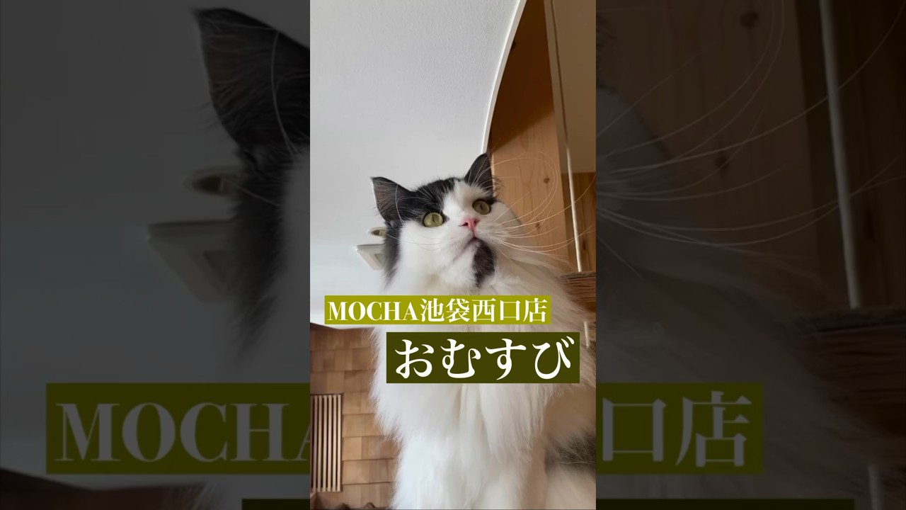 おむすび　(ラガマフィン♂)　#猫カフェモカ池袋西口店　2023/4/17撮影　#shorts　#cat　#もふもふ猫