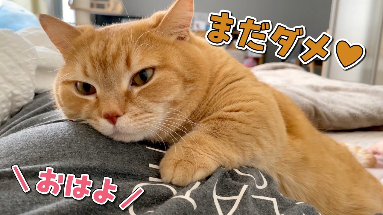 起きようとした途端に添い寝してくるのでベッドから出られなくなりましたw