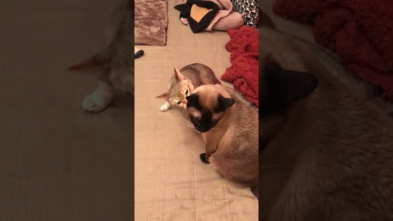 たぬき猫がよそ見しているすきにペロペロしちゃうシンガプーラなのにゃ♪