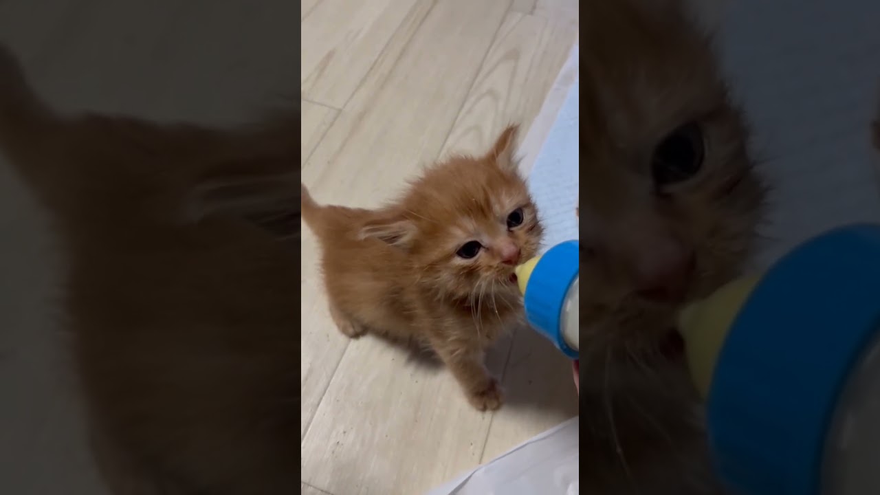 今スグがいいの🍼【せとうち保護犬猫の里】#里親探し #保護活動 #岡山 #譲渡会