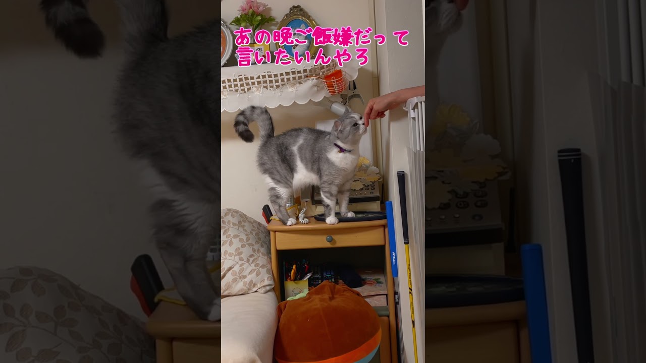 夜ご飯に好物がないとママに直接抗議しにくる兄猫