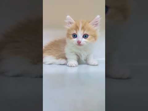 レッドタビー&ホワイト（ロングヘアー）の女の子♡