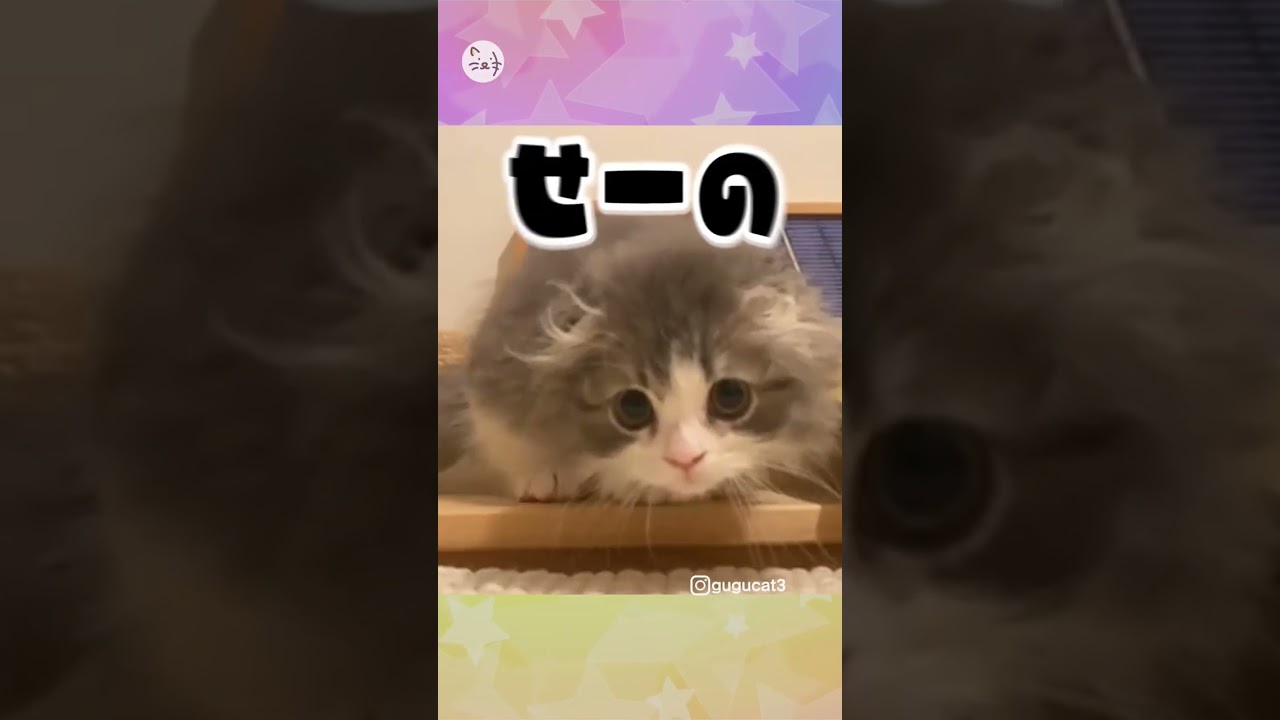 愛猫の可愛い突進🐈スコティッシュフォールド「ぐうぐうくん」！I'm coming to you！ #猫王国 #猫 #shorts