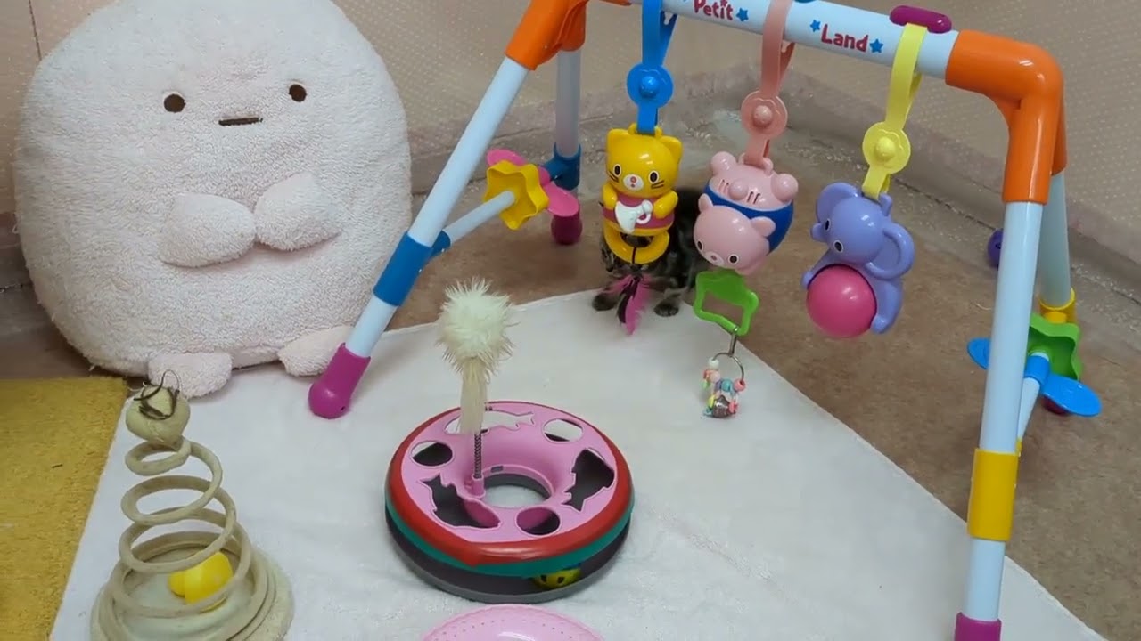 アメリカンショートヘア 薄めのシルバーがきれいな小ぶりの可愛い子です。 シルバークラシックタビー（ショートヘアー）