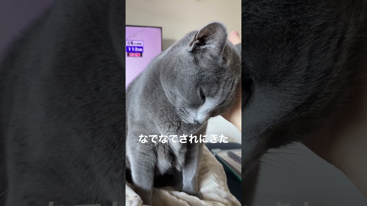 なでなでされに来た子　#russianblue #ねこ #ねこのいる生活 #ロシアンブルー #猫動画 #cat #catlover #かわいい #猫 #猫のいる暮らし