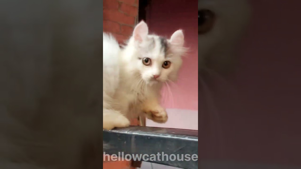 kucing munchkin kinkalow si king jr