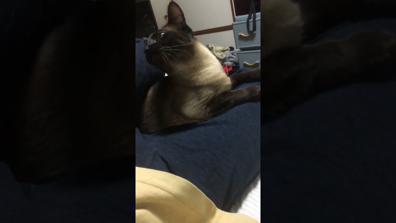 ツンツンツンツンデレシャム猫