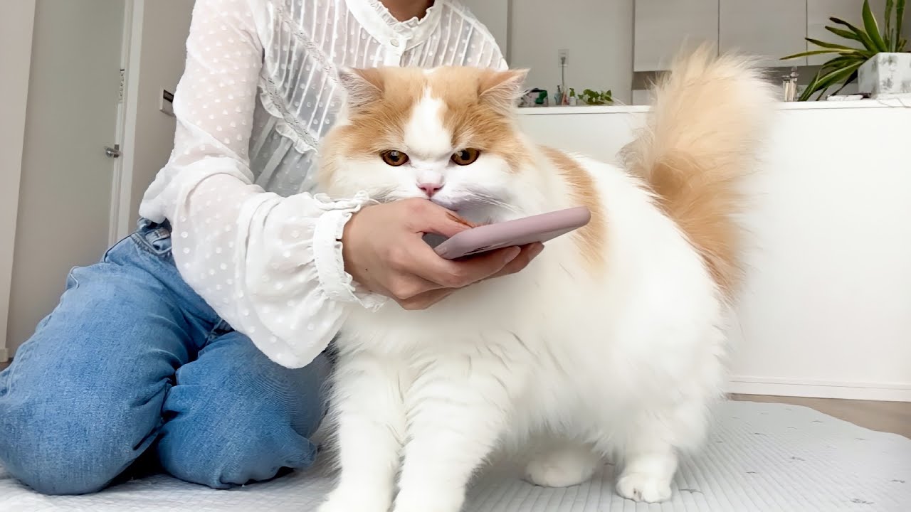 ギャン泣きする猫に猫語翻訳アプリを使ったら、本音が衝撃的でした..！