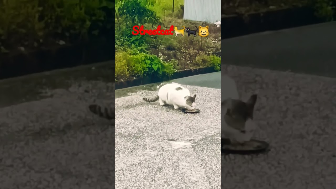 feeding straycat in kochi Shi,japan part-16 #日本 ##猫 #地域猫 #ねこ動画 #かわいい猫 #shorts #catlover #streetcat