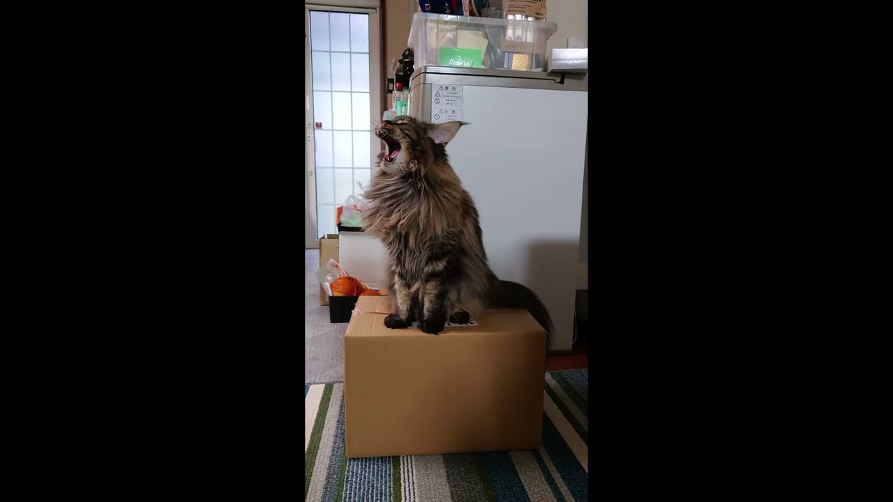 【メインクーン】はるまきちゃんの日常2022/10