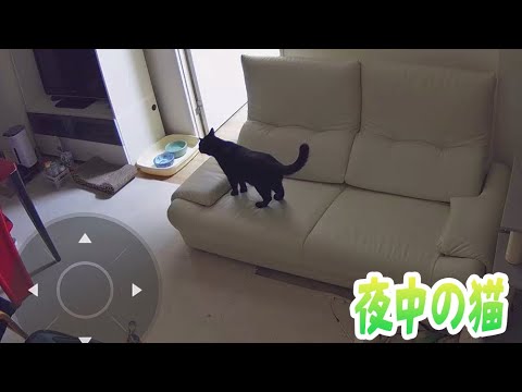 [屋内カメラ]夜中の猫