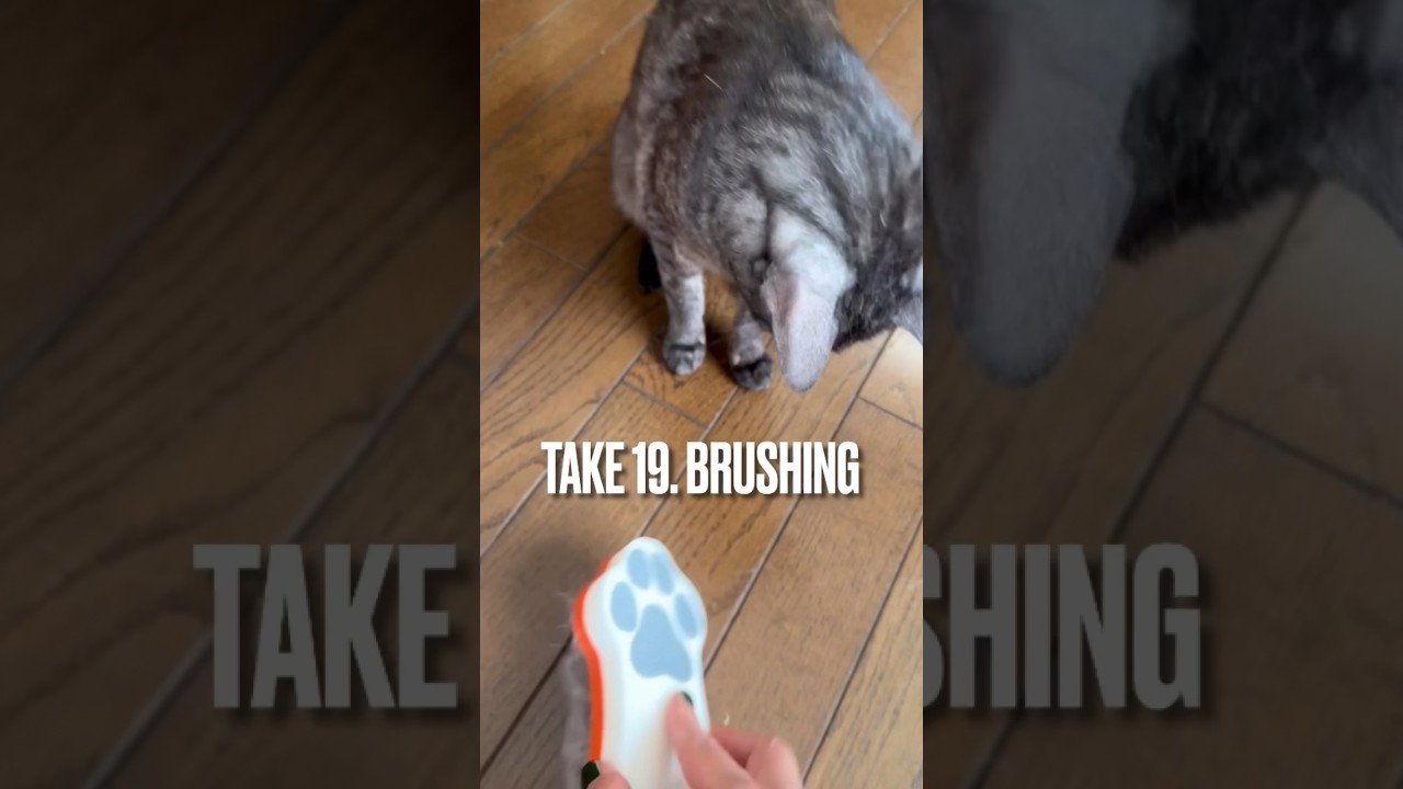＃ブラッシング してもらうより遊びたい猫にゃ#brushing #エジプシャンマウ #猫 #shorts