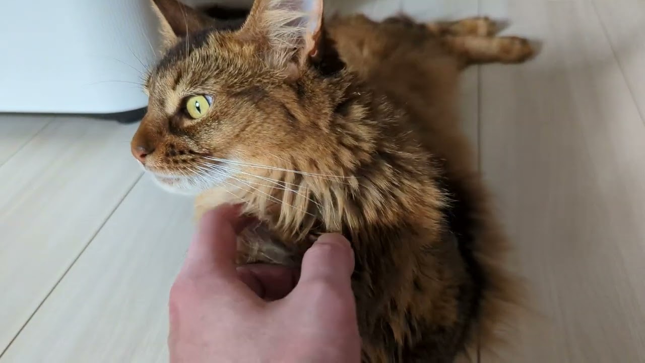 【490日目】いそがしい子 #ソマリ #cat