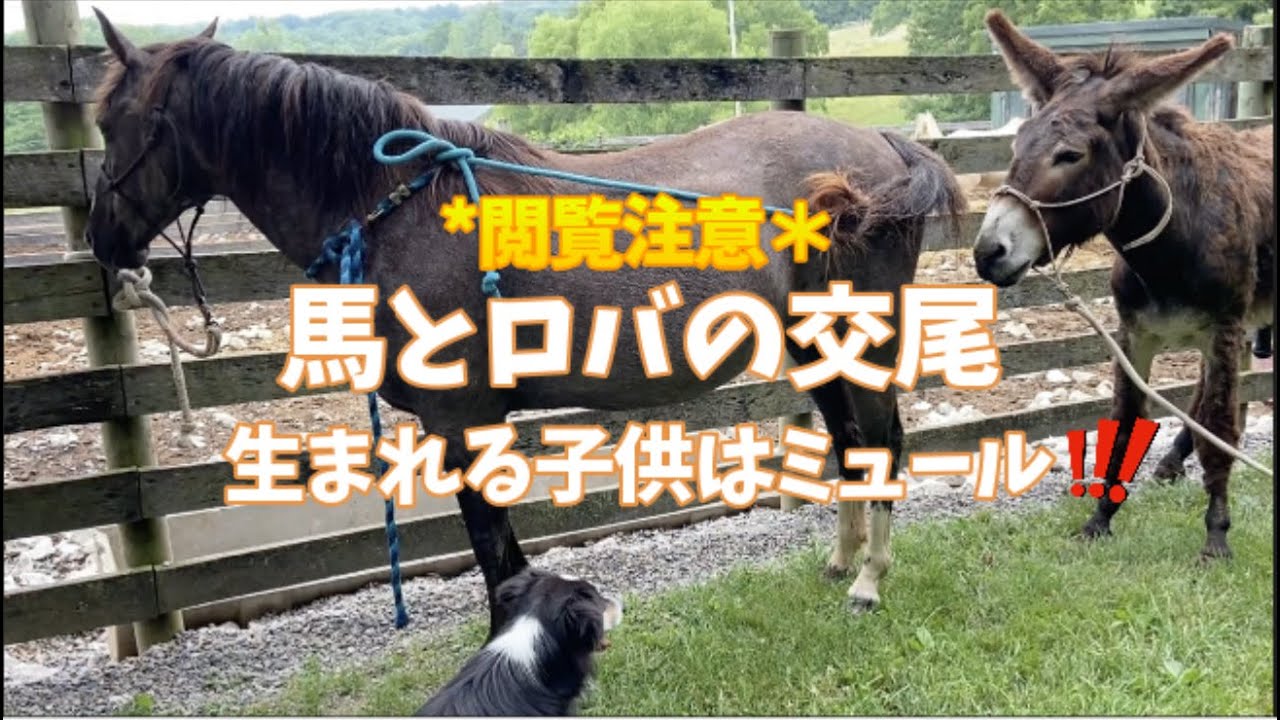 ＊閲覧注意＊　馬とロバの交尾　生まれる子供はミュール