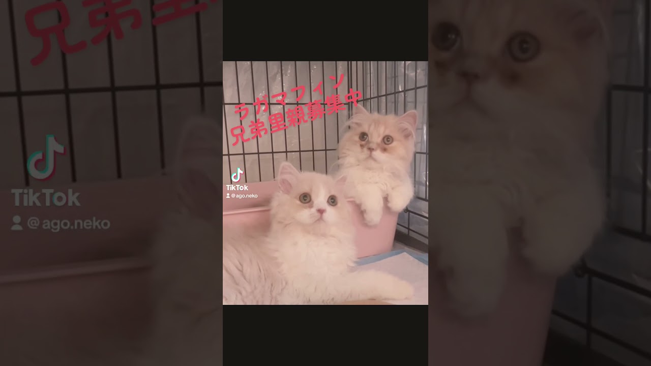 5.24（水）#ラガマフィン　#里親募集中子猫アゴはネコ  #保護猫 #可愛い猫  #子猫