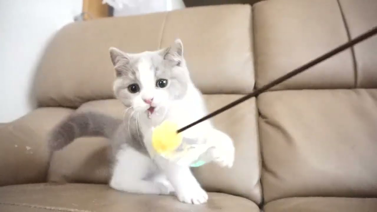 ブリティッシュショートヘアー子猫　British Shorthair　2023.2.27産まれ　ライラック&ホワイト　男の子　シーダキャット猫のお店