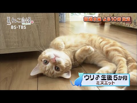 ねこ自慢＃53ご出演ニャンコたち【2月3日OA】