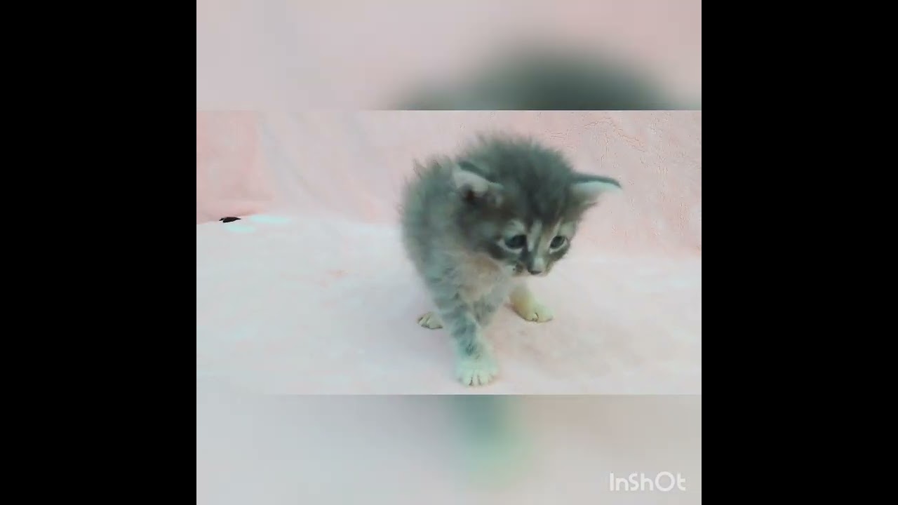 サイベリアン 【ブルータビー】おっとり癒し系男の子☆