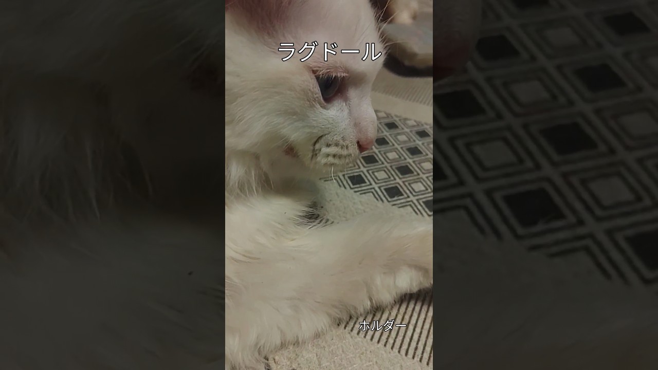 #ヒゲが短すぎる#子猫同士でじゃれあった結果#ラグドール