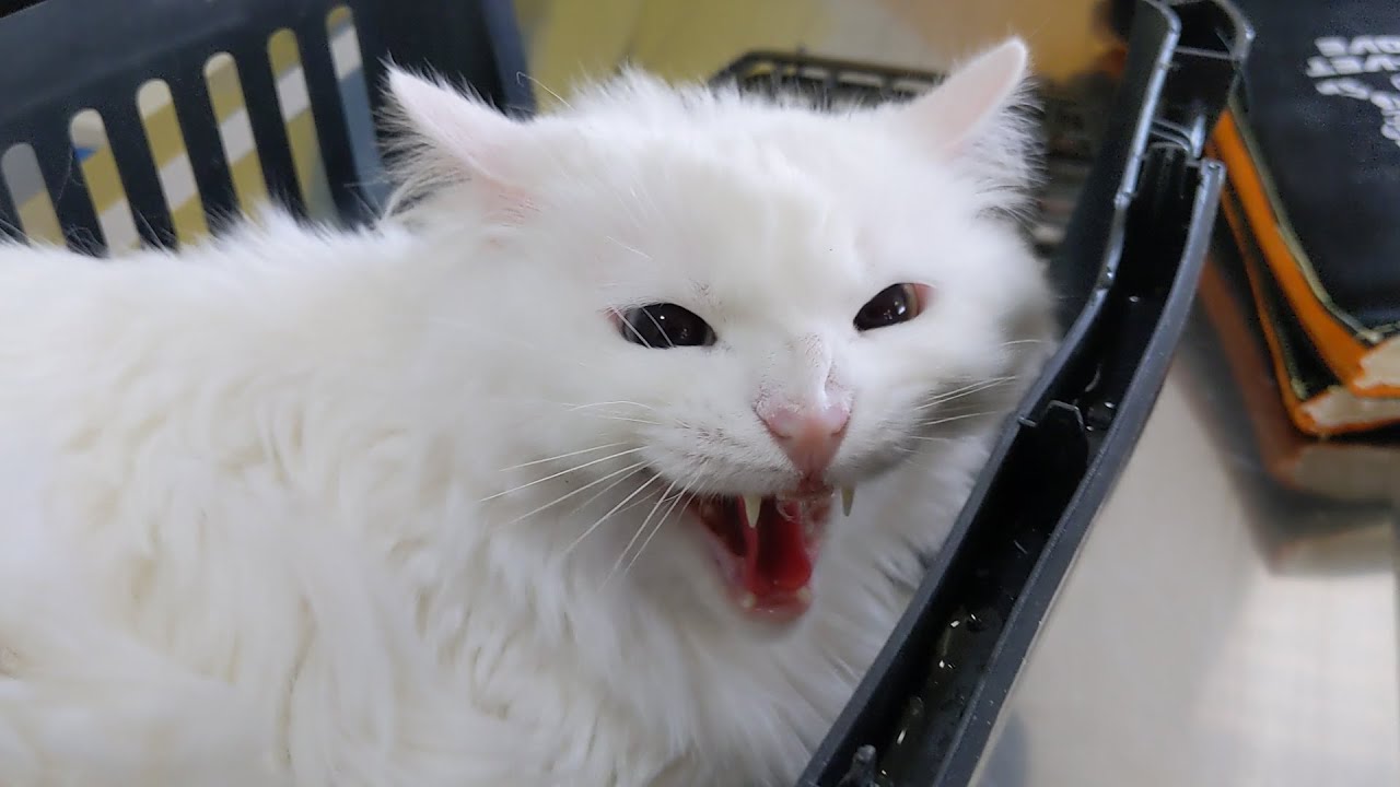 Angry and aggressive cat at the vet: growling, hissing, tooth and claw
