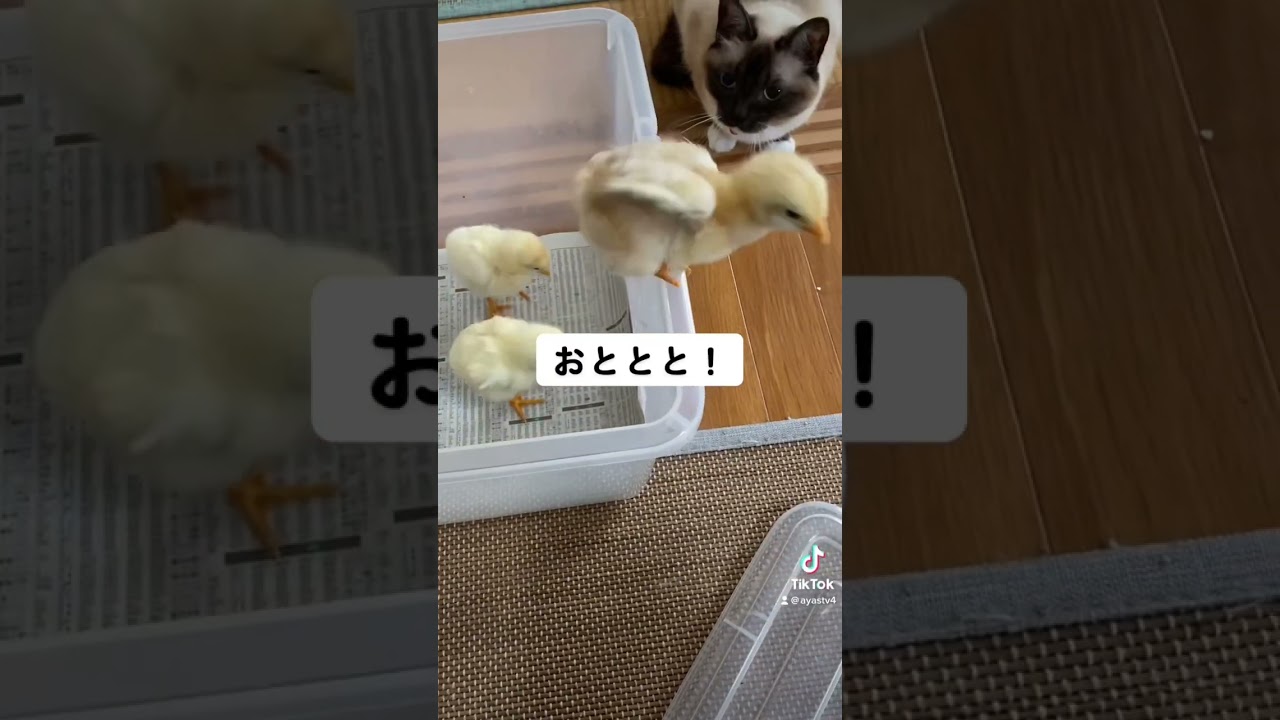 猫とヒヨコ#shorts #沖縄暮らし #猫のいる生活 #シャム猫 #シャムミックス #にわとり #ひよこ #伊計島