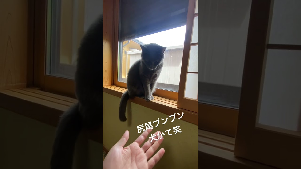 最後にかすれた声でにゃー#保護猫 #野良猫 #ロシアンブルー