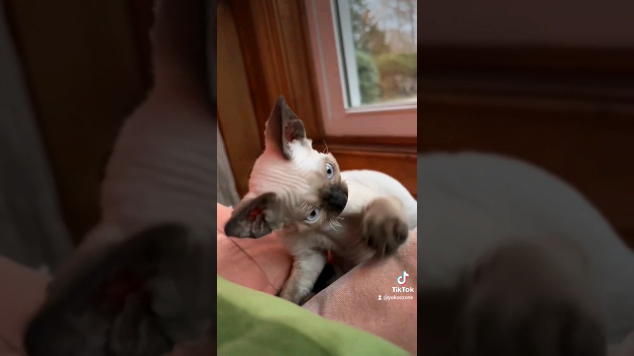 Devon Rex Baby #cute #kitten #devonrex