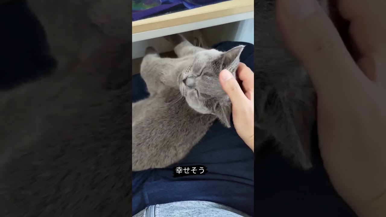 パソコン触ってると、必ず膝に乗る猫