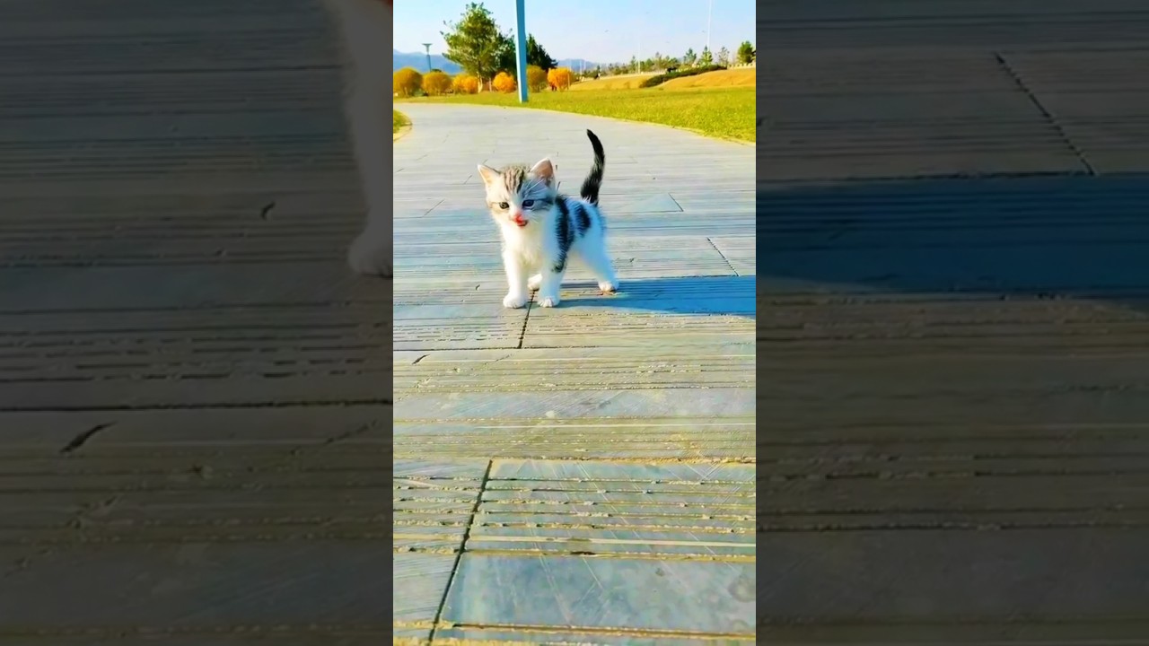Kucing Meong Meong Kabur Dari Rumah #cuteanimals