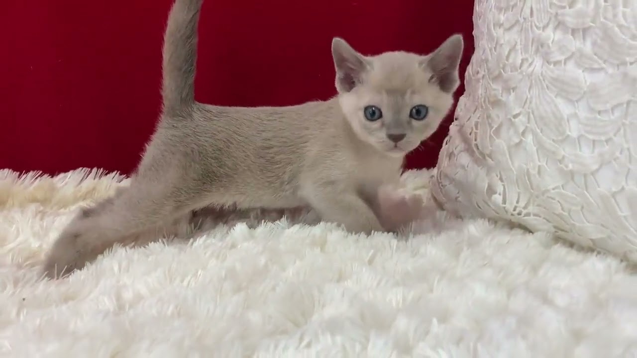 トンキニーズ とっても可愛いブルーソリッドの男の子。