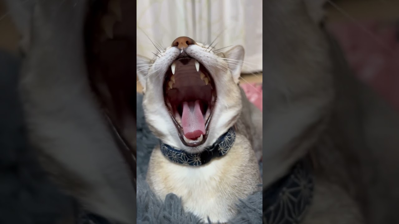 兄者、ただいま〜