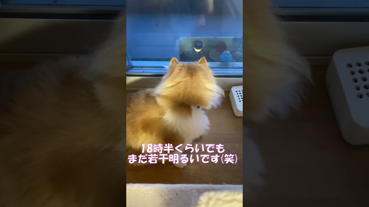 ソーラーガーデンライトが気になる猫 #shorts  #猫 #アメリカンカール #cat