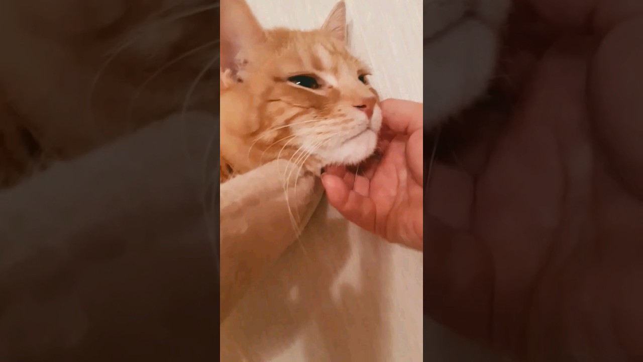 おやすみ#猫動画 #ねこ #cat #shorts #マンチカン#