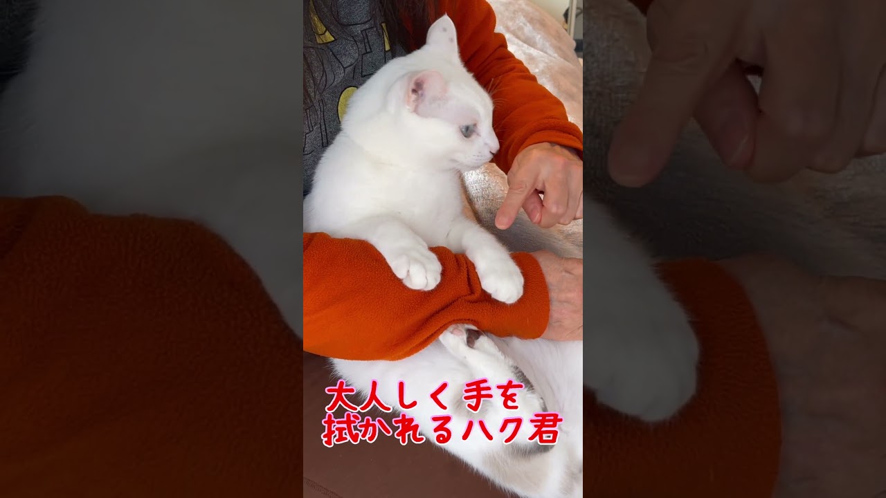 ママに体を拭かれる弟猫があまりにも無抵抗すぎた