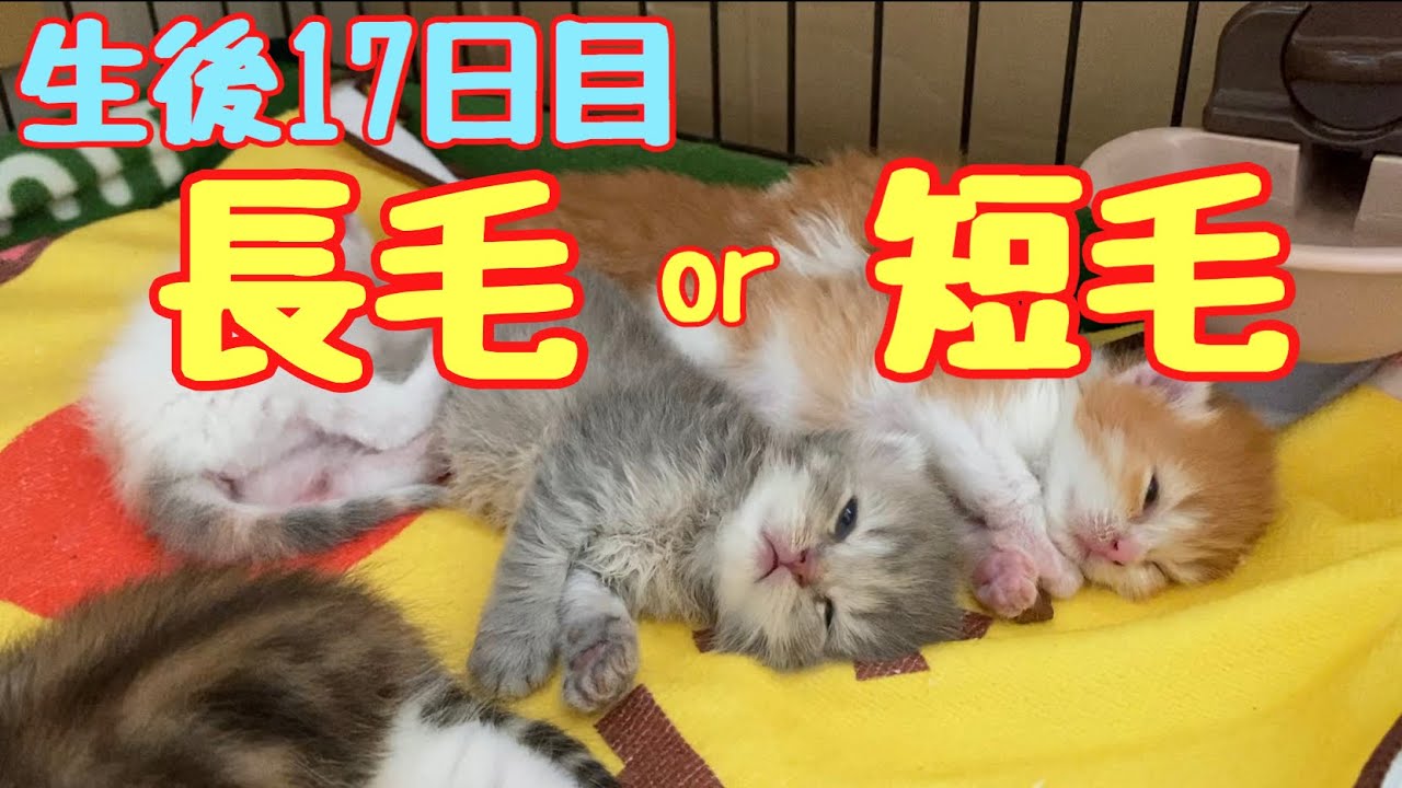 (生後17日目)教えて！この子達は、長毛？短毛？見分け方。【#赤ちゃん猫】kitten