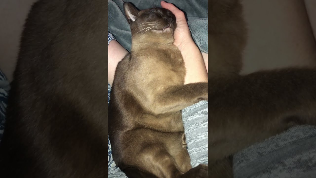 Burmese cat getting ear scratches