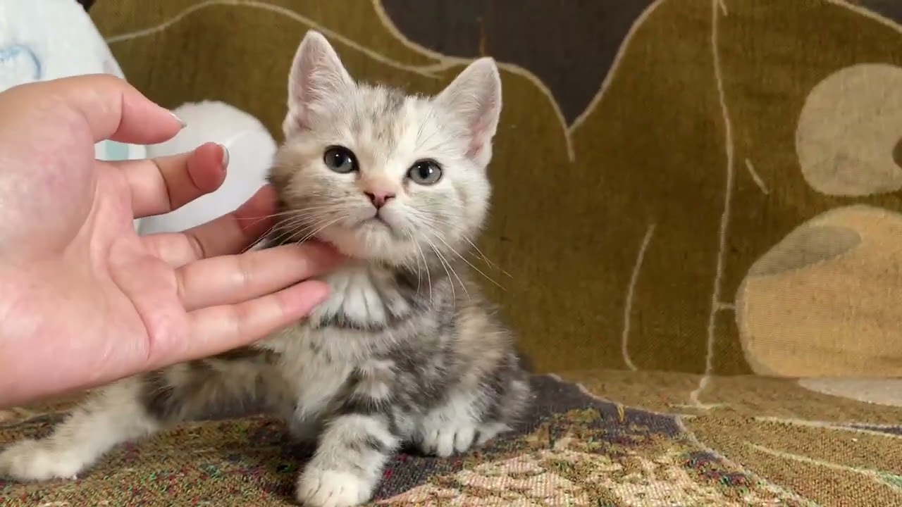 スコティッシュフォールド 丸子女の子💕