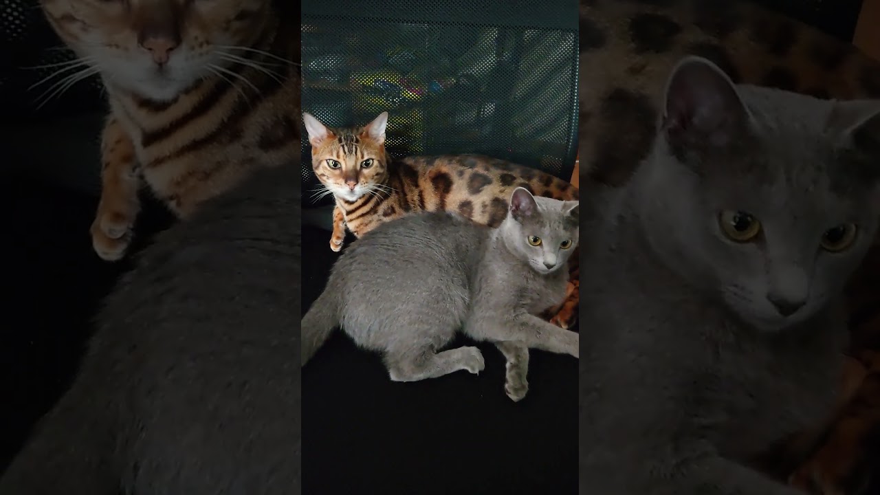 【猫】なかよし【ベンガル、ロシアンブルー】