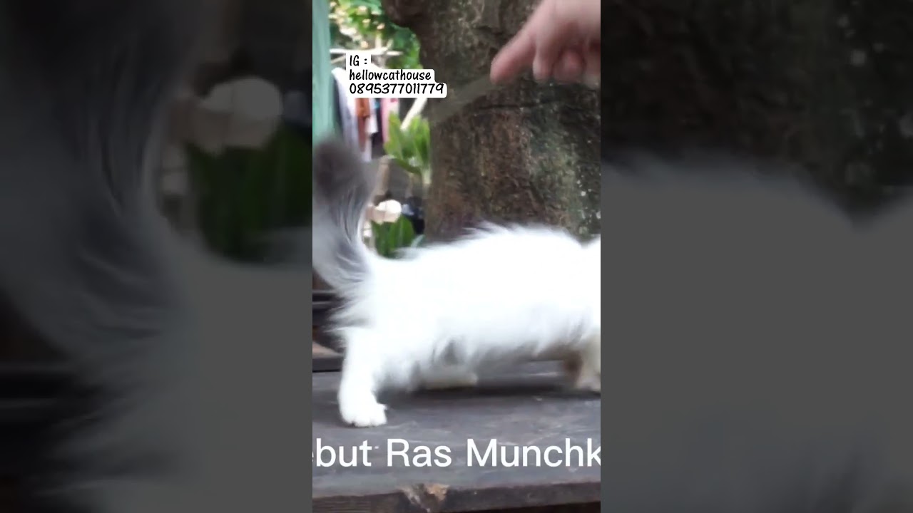 munchkin kinkalow  #munchkinkinkalow #seagemes