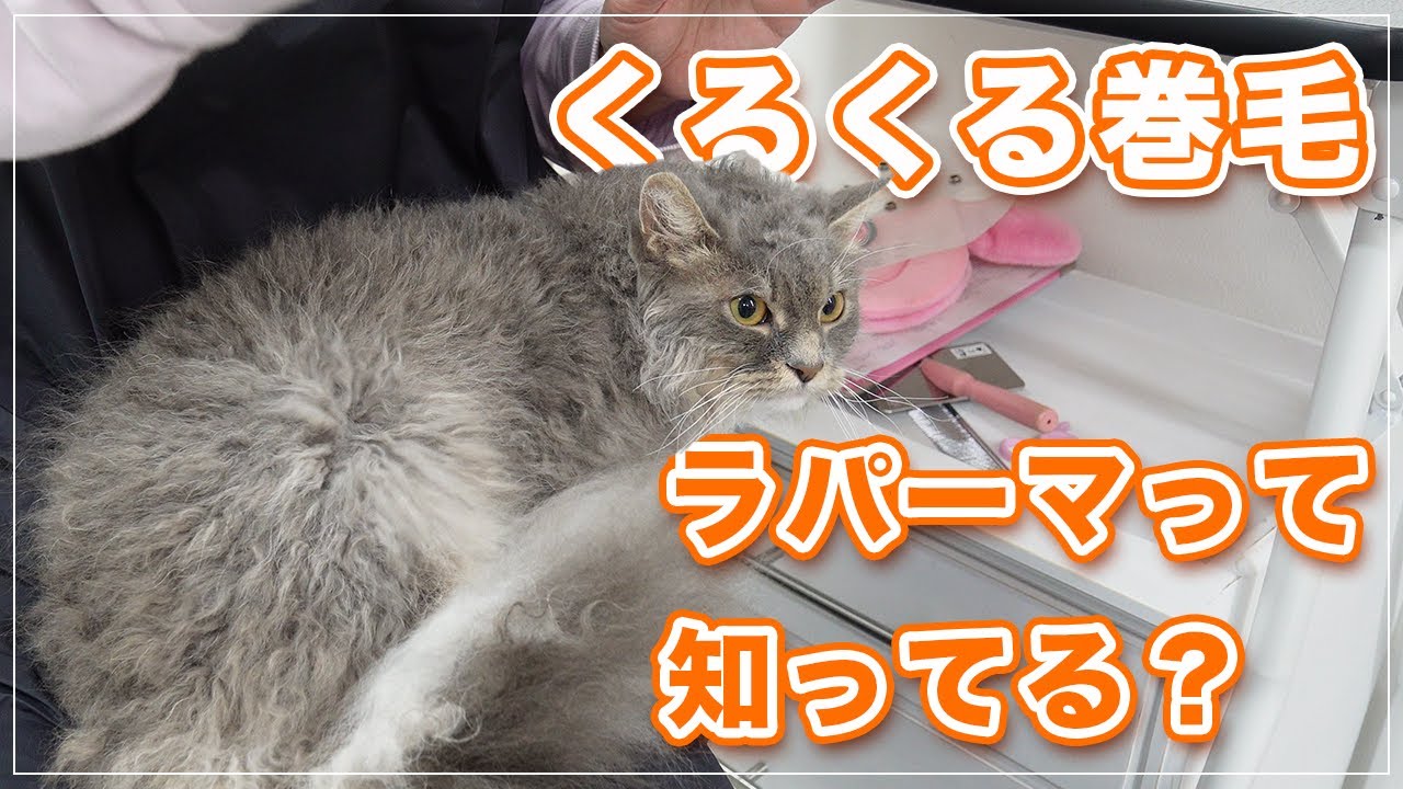 【すみびちゃん】くるくる巻毛のかわいいレアな猫種ラパーマって知ってますか？【焼き鳥サービス（ｳｿ）】