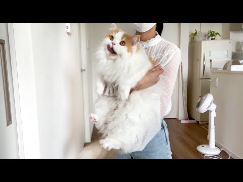 壁を押し返せる猫は賢いらしいけど予想外の結果になりましたw