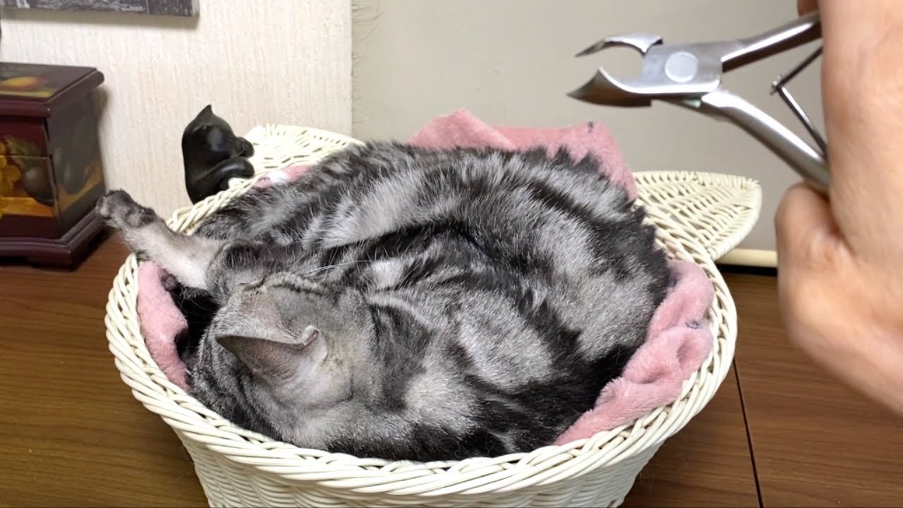 爆睡中猫の爪切り作戦がバレてキレられる飼い主