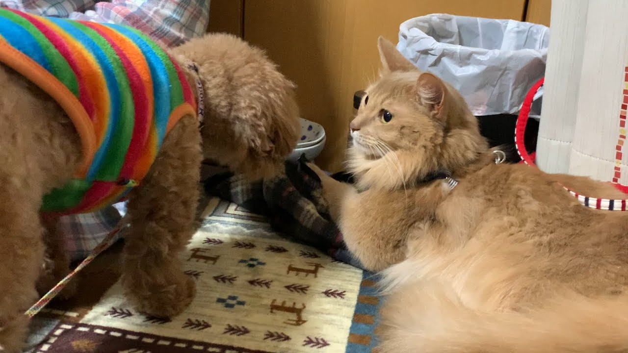 最接近するソマリ猫とトイプードル！仲良くなって来た〜！？（Somali Cat）