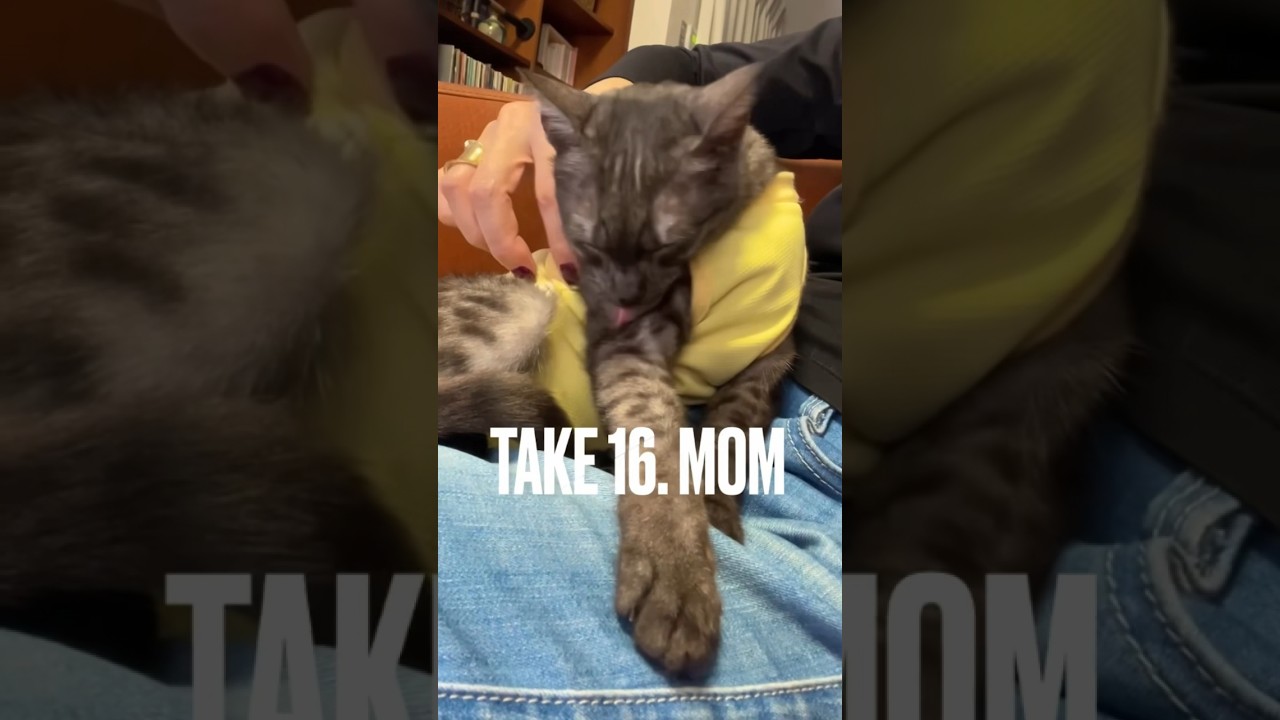 #母の日 にママ特集の猫にゃ#エジプシャンマウ #shorts