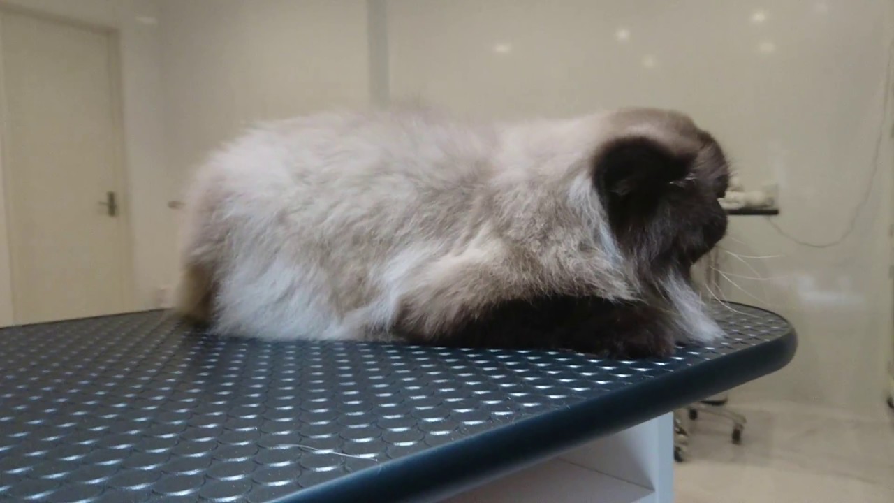 After grooming.Pops'Himalayan.POPSヒマラヤンのワズくん。美容終了後