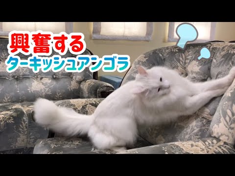 【興奮する猫】急に謎の行動をとるターキッシュアンゴラw