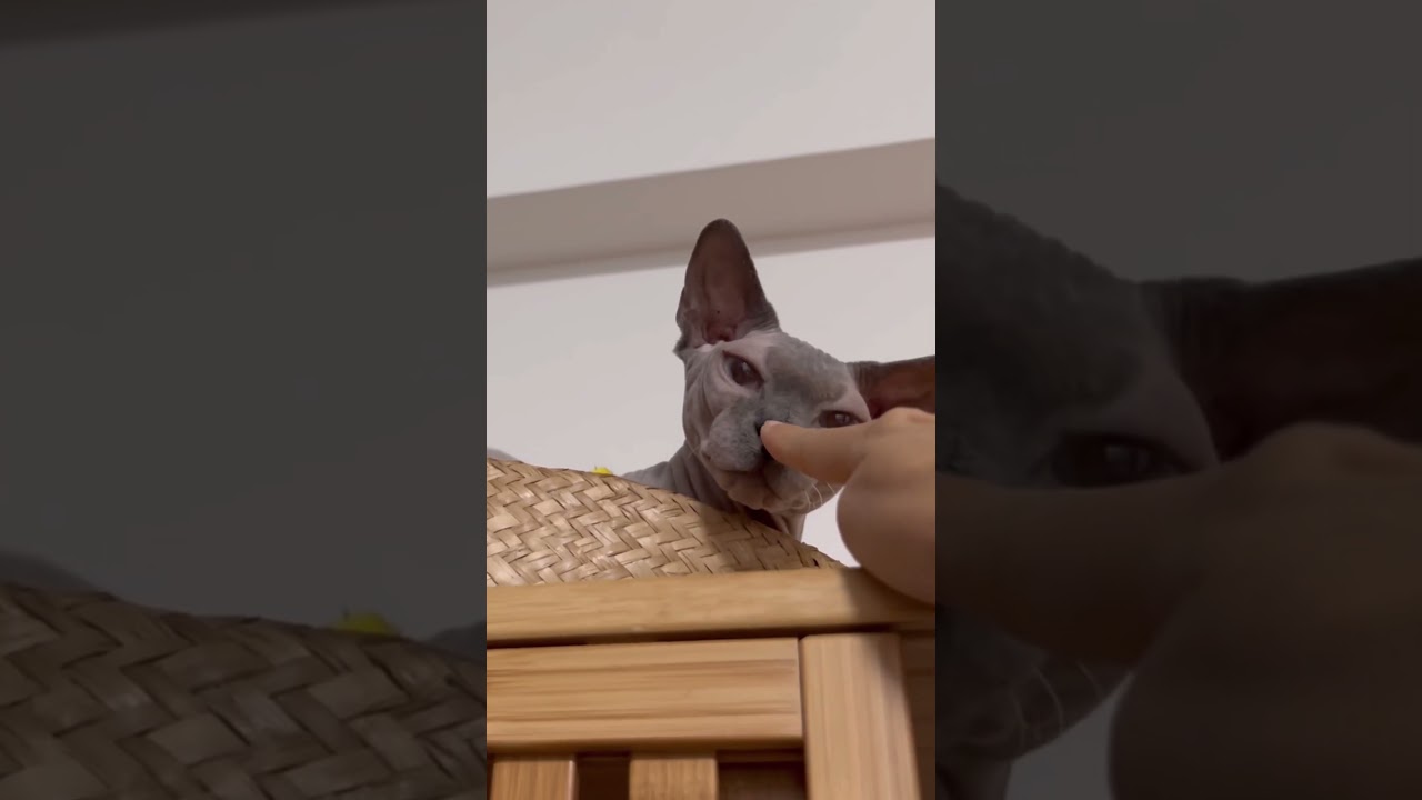 毛のない猫のお気に入りの場所【スフィンクス猫】