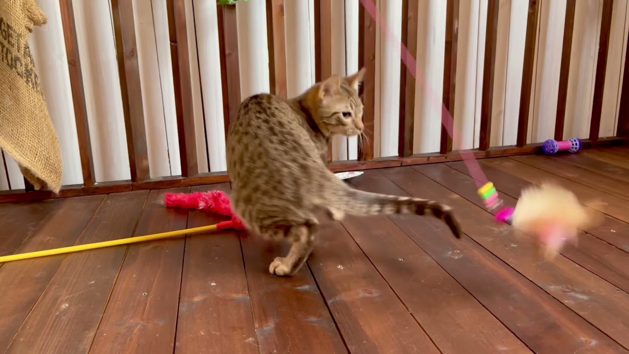 【ナナハチ’s ROOM】オシキャット☆チョコレートスポッテッドタビーの男の子　20211220