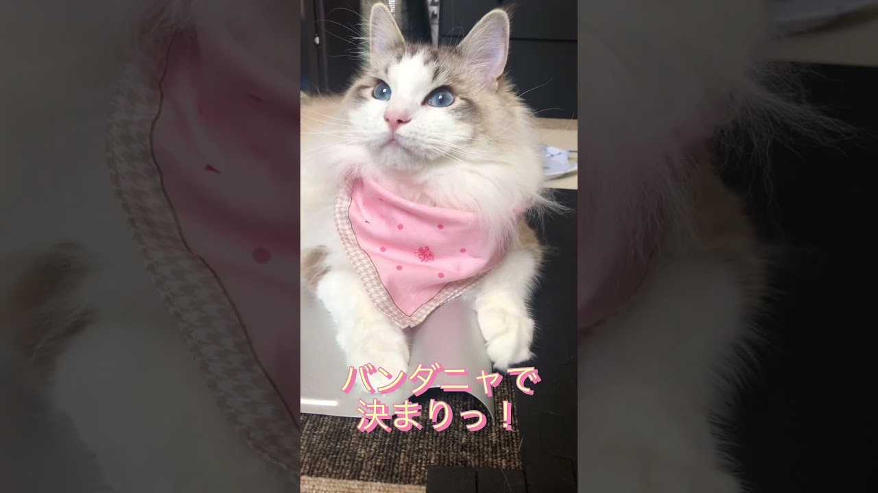 春コーデは、バンダニャで決まりっ！ #こむぎ #ラグドール #猫の居る暮らし