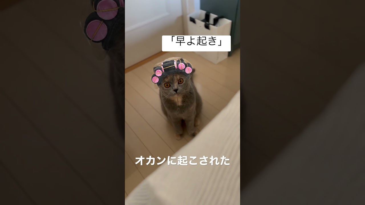 うちのオカン #ブリティッシュショートヘアー #cat #猫 #britishshorthair #gatos #cute #funny #ブリのうずめ #マンチカン